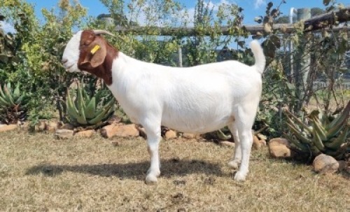 1X BOER GOAT STUD DOE ERIK MEYER BOERBOKSTOET