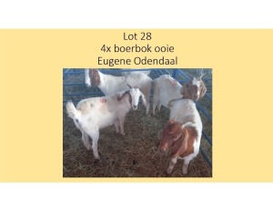 4X Boerbok OOI Eugene Odendaal (PER STUK OM LOT TE NEEM/PER PIECE TO TAKE THE LOT)