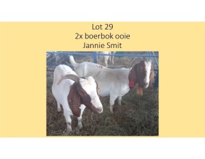 2X Boerbok OOI Jannie Smit (PER STUK OM LOT TE NEEM/PER PIECE TO TAKE THE LOT)