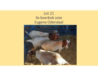 4X Boerbok OOI Eugene Odendaal (PER STUK OM LOT TE NEEM/PER PIECE TO TAKE THE LOT)