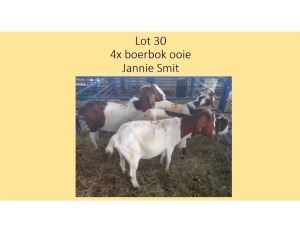 4X Boerbok OOI Jannie Smit (PER STUK OM LOT TE NEEM/PER PIECE TO TAKE THE LOT)