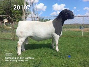 LOT 91 1X DORPER T5 RAM ATKA STOET