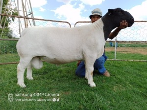 LOT 95 1X DORPER T5 RAM ATKA STOET