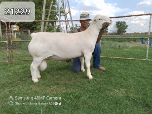 WITHDRAW - LOT 142 X WHITE DORPER RAM ATKA STOET