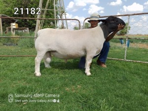 LOT 92 1X DORPER T5 RAM ATKA STOET