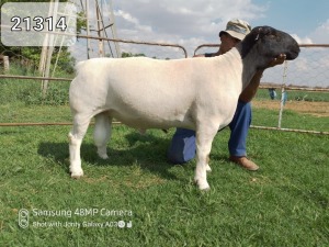 LOT 229 1 X DORPER STUD RAM ATKA STOET