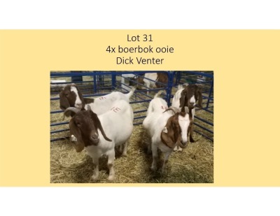 4X Boerbok OOI Dick Venter (PER STUK OM LOT TE NEEM/PER PIECE TO TAKE THE LOT)