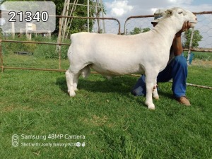 LOT 145 1X WHITE DORPER T5 RAM ATKA STOET