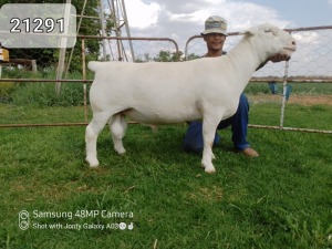 LOT 250 1X WHITE DORPER T5 RAM ATKA STOET