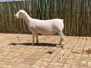 LOT 61 1X WHITE DORPER STUD EWE COMPION WITDORPERS