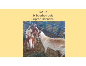 3X Boerbok OOI Eugene Odendaal (PER STUK OM LOT TE NEEM/PER PIECE TO TAKE THE LOT)