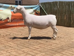 LOT 62 1X WHITE DORPER STUD EWE COMPION WITDORPERS