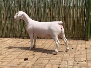 LOT 64 1 X WHITE DORPER STUD EWE COMPION WITDORPERS