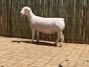 LOT 63 1X WHITE DORPER STUD EWE COMPION WITDORPERS