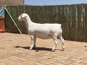 LOT 65 1X WHITE DORPER T5 EWE COMPION WITDORPERS