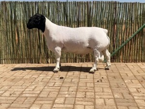 LOT 89 1X DORPER STUD RAM COMPION DORPERS