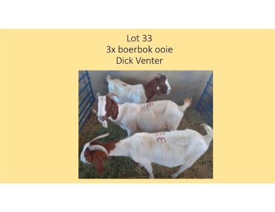 3X Boerbok OOI Dick Venter (PER STUK OM LOT TE NEEM/PER PIECE TO TAKE THE LOT)