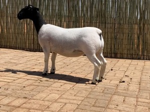 LOT 68 1X DORPER STUD EWE COMPION DORPERS