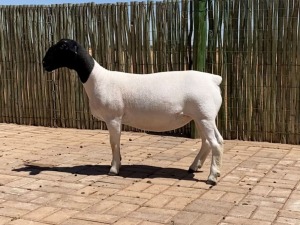 LOT 121 X DORPER STUD EWE COMPION DORPERS