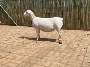 LOT 120 1X WHITE DORPER FLOCK EWE COMPION WITDORPERS