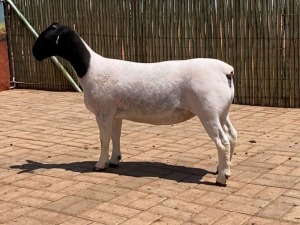 LOT 70 1X DORPER STUD EWE COMPION DORPERS