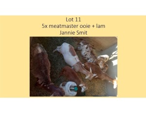 5+1X Meatmaster OOI Jannie Smit (PER STUK OM LOT TE NEEM/PER PIECE TO TAKE THE LOT)