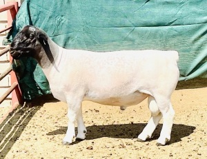 LOT 117 1X DORPER FLOCK RAM KOWIE DE WITT DORPERS