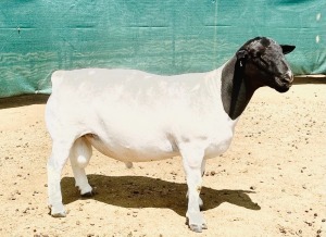 LOT 118 1X DORPER STUD RAM KOWIE DE WITT DORPERS