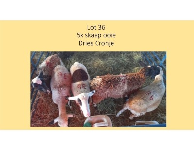 5X Skaap OOI Dries Cronje (PER STUK OM LOT TE NEEM/PER PIECE TO TAKE THE LOT)