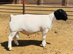 LOT 119 1X DORPER STUD RAM KOWIE DE WITT DORPERS