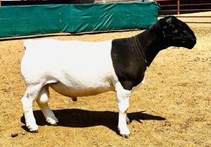 LOT 120 1X DORPER FLOCK RAM KOWIE DE WITT DORPERS