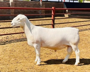 LOT 151 1X WHITE DORPER STUD RAM DE WITT & SEUNS WITDORPERS