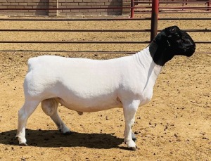 WITHDRAW - LOT 239 X DORPER RAM KOWIE DE WITT DORPERS