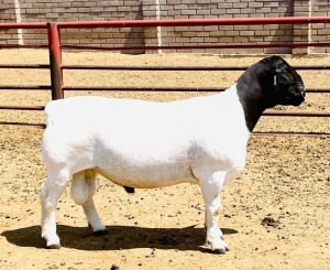 LOT 116 1X DORPER FLOCK RAM KOWIE DE WITT DORPERS