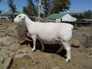 LOT 98 1X WHITE DORPER T5 PREGNANT EWE PIETER STOFBERG