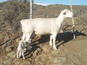 LOT 100 1X WHITE DORPER FLOCK EWE PIETER STOFBERG