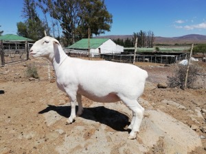 LOT 99 1X WHITE DORPER T5 PREGNANT EWE PIETER STOFBERG