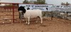 WITHDRAW - LOT 51 1X DORPER EWE TOP B DORPERSTOET