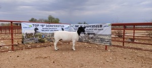 LOT 53 1X DORPER T5 PREGNANT EWE TOP B DORPERSTOET