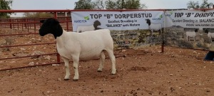 LOT 54 1X DORPER T5 PREGNANT EWE TOP B DORPERSTOET