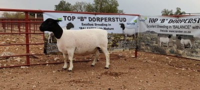 LOT 52 1X DORPER STUD PREGNANT EWE TOP B DORPERSTOET