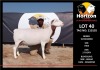 LOT 40 1X WHITE DORPER T5 PREGNANT EWE HORIZON WITDORPERSTOET