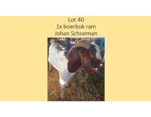 1X Boerbok RAM Johan Schoeman