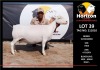 LOT 39 1X WHITE DORPER T5 EWE HORIZON WITDORPERSTOET