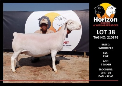 LOT 38 1X WHITE DORPER T5 EWE HORIZON WITDORPERSTOET