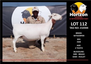 LOT 112 1X WHITE DORPER T5 PREGNANT EWE HORIZON WITDORPERSTOET