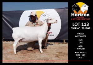 LOT 113 1X WHITE DORPER T5 PREGNANT EWE HORIZON WITDORPERSTOET