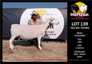 LOT 139 1X WHITE DORPER T5 PREGNANT EWE HORIZON WITDORPERSTOET