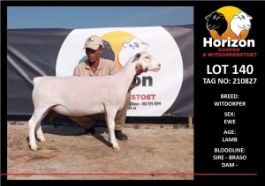 LOT 140 1X WHITE DORPER T5 EWE HORIZON WITDORPERSTOET