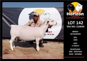 LOT 142 1X WHITE DORPER T5 PREGNANT EWE HORIZON WITDORPERSTOET